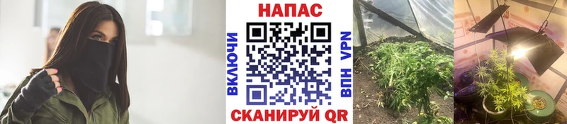 Каннабис SATIVA & INDICA  Маркс 